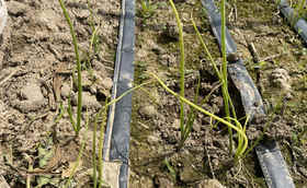 葱苗发黄干枯?试试这样用药 