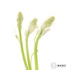 荷兰花材 | 棉枣儿白色White 商品缩略图0