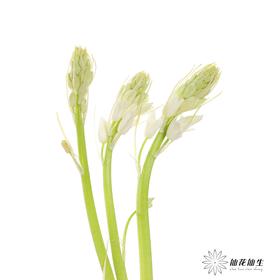荷兰花材 | 棉枣儿白色White