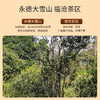 祥源茶普洱七年茶砖临沧生茶茶砖250g【2015年原料】 商品缩略图1