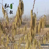 【弘毅六不用生态农场】六不用 榛子 雄花粉10克/份 商品缩略图3