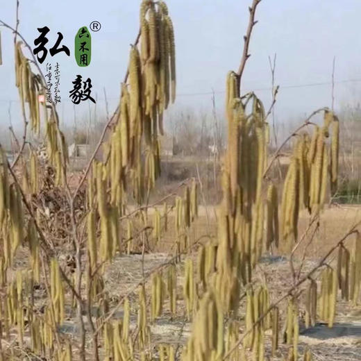 【弘毅六不用生态农场】六不用 榛子 雄花粉10克/份 商品图3