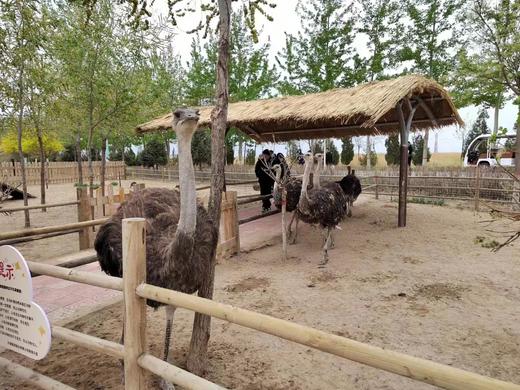 【沙湖景区丨需提前1小时订票】门票+大船票，国家5A级生态旅游区，大美沙湖，这里既有大漠戈壁之雄厚，又有江南水乡之秀美 商品图4