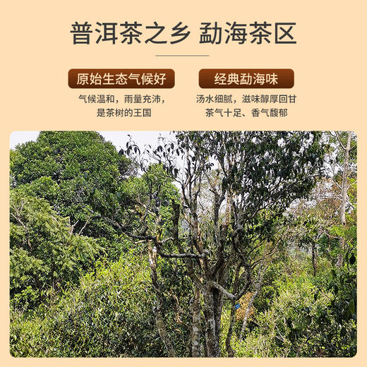 祥源茶普洱生茶 千里江山勐海核心产区357g【2013年原料】 商品图3