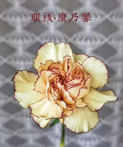 【稀有系列】康乃馨~眼线（皇子）约18-20枝/扎 商品图4