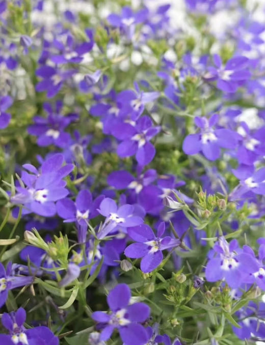 【绿植现货】青花瓷六倍利20（也叫半边莲爆盆小能手 现货，下单即可到店自提） 商品图11