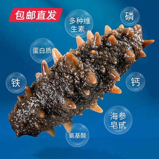 星龙港无冰即食海参——每日一参500g(20-30头)（包邮直发）【BC】 商品图1