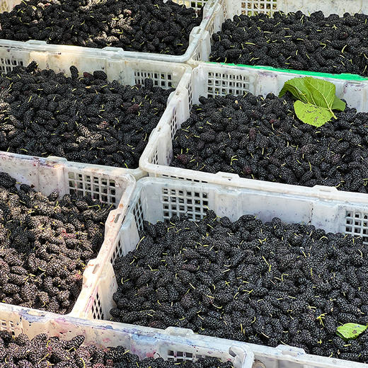 『2025年特级桑葚干』独立包装 精挑大果 干净无沙 商品图6