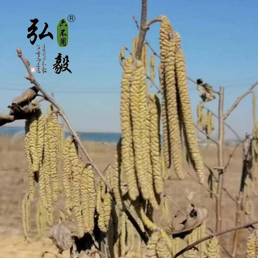 【弘毅六不用生态农场】六不用 榛子 雄花粉10克/份 商品图2