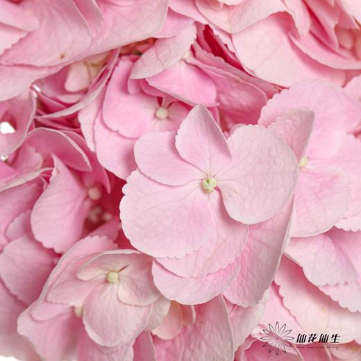 肯尼亚绣球 | 浅粉 FORCE PINK 商品图1