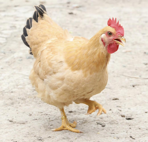 天农 清远童子鸡600g 散养土鸡走地鸡整鸡肉 烤鸡清蒸生鲜食材 商品图5