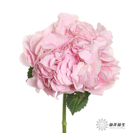 肯尼亚绣球 | 浅粉 FORCE PINK 商品图2
