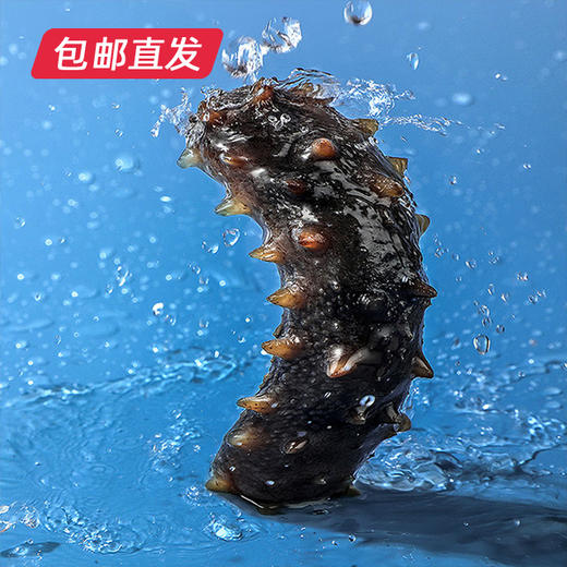 星龙港无冰即食海参——每日一参500g(20-30头)（包邮直发）【BC】 商品图3