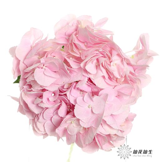 肯尼亚绣球 | 浅粉 FORCE PINK 商品图3