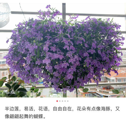 【绿植现货】青花瓷六倍利20（也叫半边莲爆盆小能手 现货，下单即可到店自提） 商品图13
