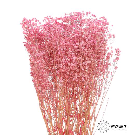 干花 ｜ 满天星粉 商品图2