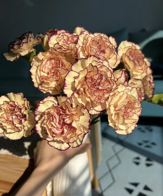 【稀有系列】康乃馨~眼线（皇子）约18-20枝/扎 商品图2