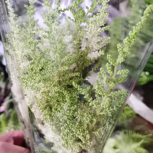 络新妇.白色 商品图2