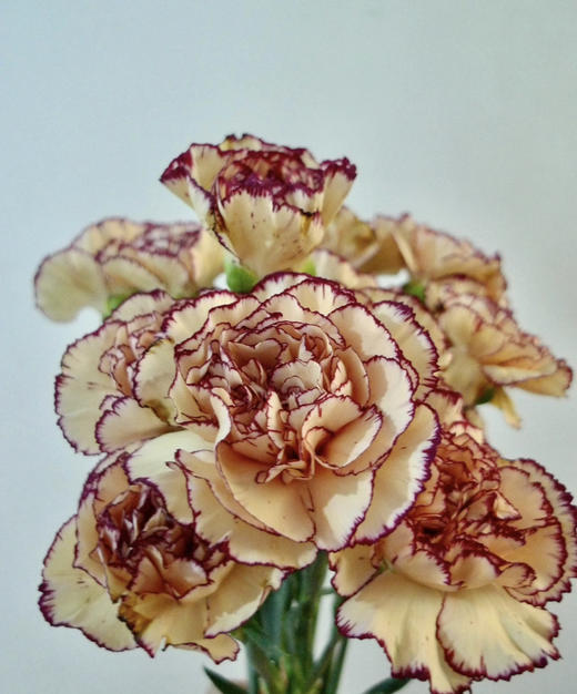 【稀有系列】康乃馨~眼线（皇子）约18-20枝/扎 商品图3