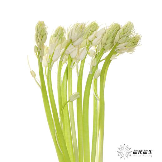 荷兰花材 | 棉枣儿白色White 商品图2
