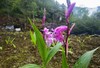 白芨蜂蜜500g【盒装】 商品缩略图1