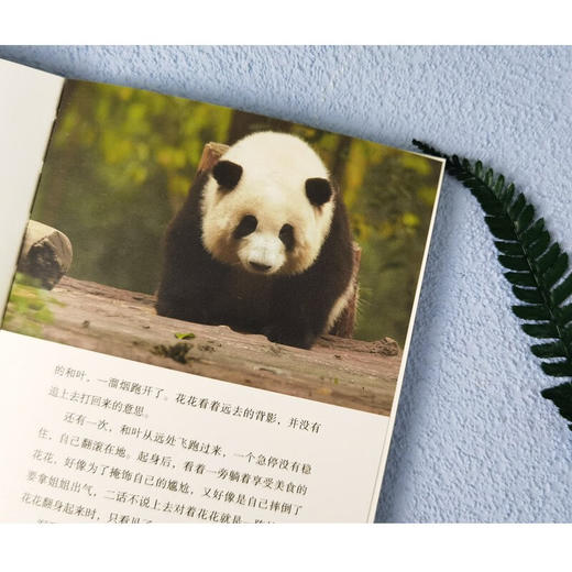 熊猫花花 蒋林 著 文学 商品图2