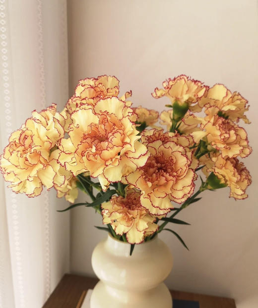 【稀有系列】康乃馨~眼线（皇子）约18-20枝/扎 商品图0