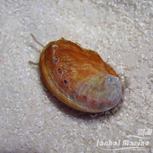 食苔鲍鱼 商品图3