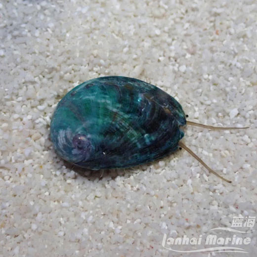 食苔鲍鱼 商品图2