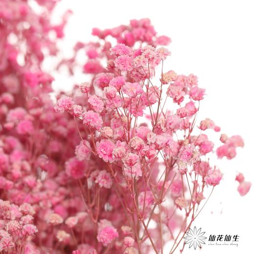 干花 ｜ 满天星粉 商品图3