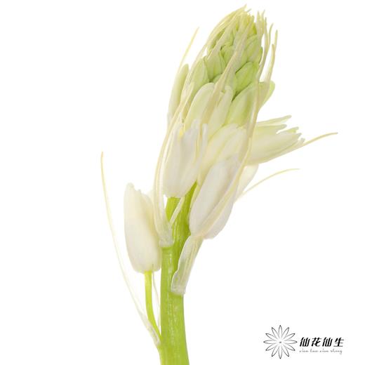 荷兰花材 | 棉枣儿白色White 商品图1