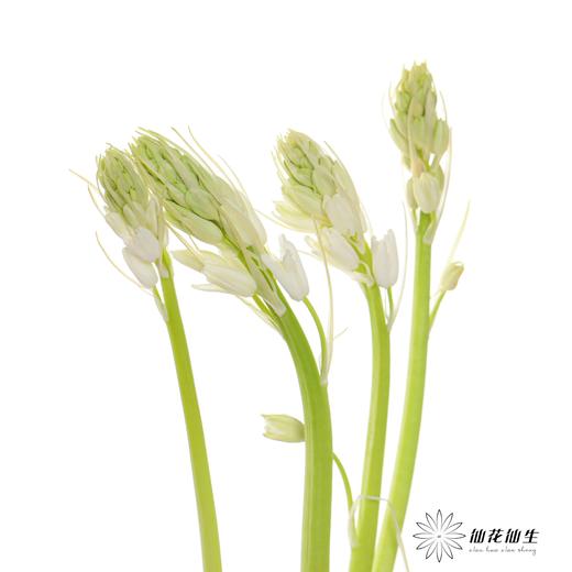 荷兰花材 | 棉枣儿白色White 商品图3