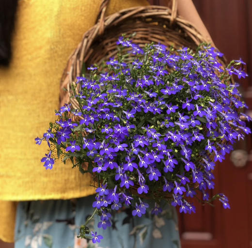 【绿植现货】青花瓷六倍利20（也叫半边莲爆盆小能手 现货，下单即可到店自提） 商品图12