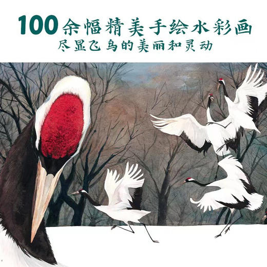 我的飞鸟朋友 商品图2