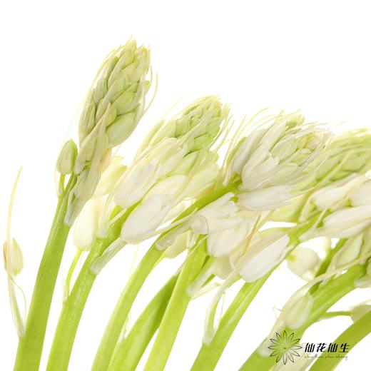 荷兰花材 | 棉枣儿白色White 商品图4