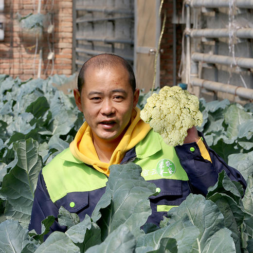 每日现砍  农家散菜花  优选品种  生态种植  松散个大  脆嫩爽口  1斤 商品图2