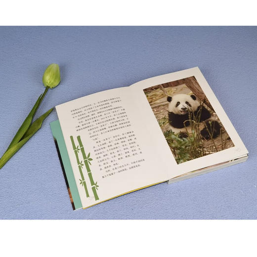 熊猫花花 蒋林 著 文学 商品图3