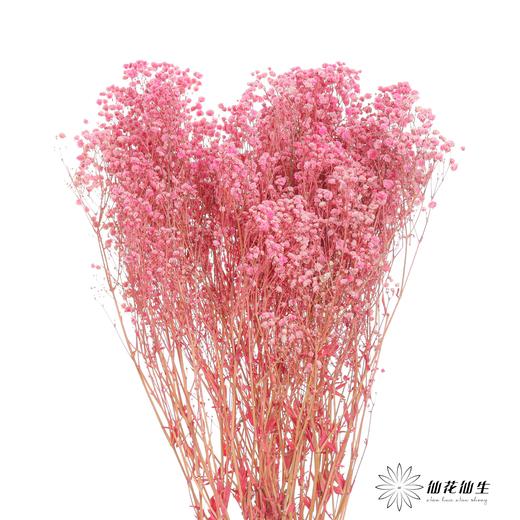 干花 ｜ 满天星粉 商品图0