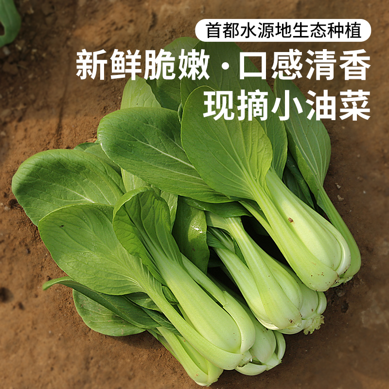 每日现摘  密农人家油菜  叶肥肉厚  清新爽口  鲜嫩美味  
300g