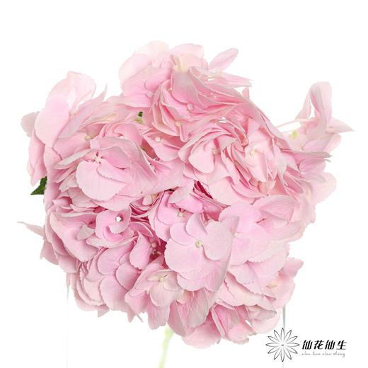 肯尼亚绣球 | 浅粉 FORCE PINK 商品图0