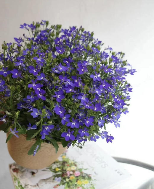 【绿植现货】青花瓷六倍利20（也叫半边莲爆盆小能手 现货，下单即可到店自提） 商品图10