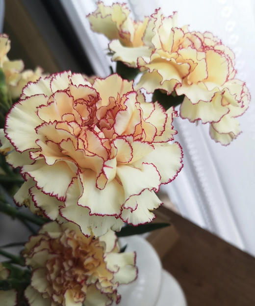 【稀有系列】康乃馨~眼线（皇子）约18-20枝/扎 商品图1