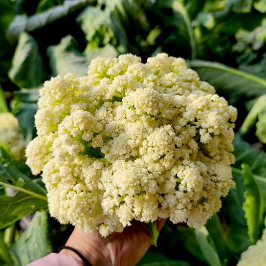 每日现砍  农家散菜花  优选品种  生态种植  松散个大  脆嫩爽口  1斤 商品图1