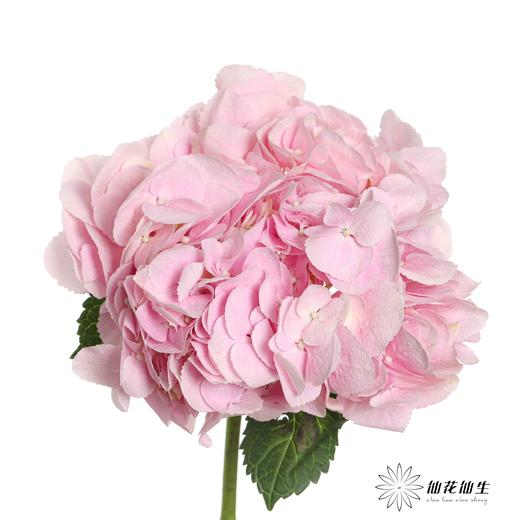 肯尼亚绣球 | 浅粉 FORCE PINK 商品图4