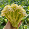每日现砍  农家散菜花  优选品种  生态种植  松散个大  脆嫩爽口  1斤 商品缩略图5