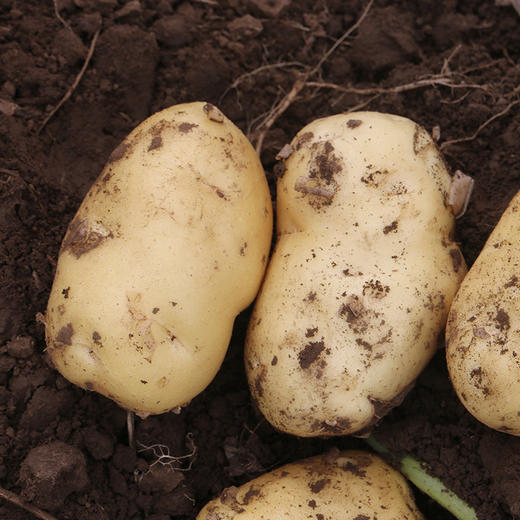 【包邮装】农家沙地土豆  水源地种植  粉糯清香  沙面皮薄   绵软细腻  3斤 商品图4
