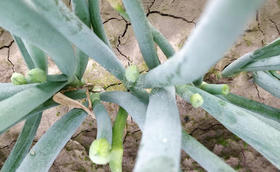 晚抽大葱什么时候育苗合适?晚抽大葱真的不抽薹吗? 