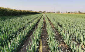 大葱移栽整地需要用肥吗?怎么用肥才能提产?