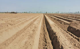 大葱移栽挖多深的沟?一米移栽多少棵葱苗?