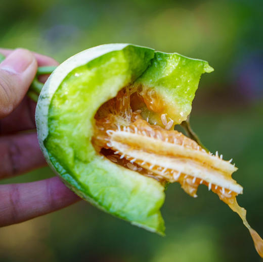 【博洋蜜瓜】蕃田 博洋72号蜜瓜，脆甜口感，连瓤带瓜一起吃，口感清脆瓜香浓郁！ 商品图4